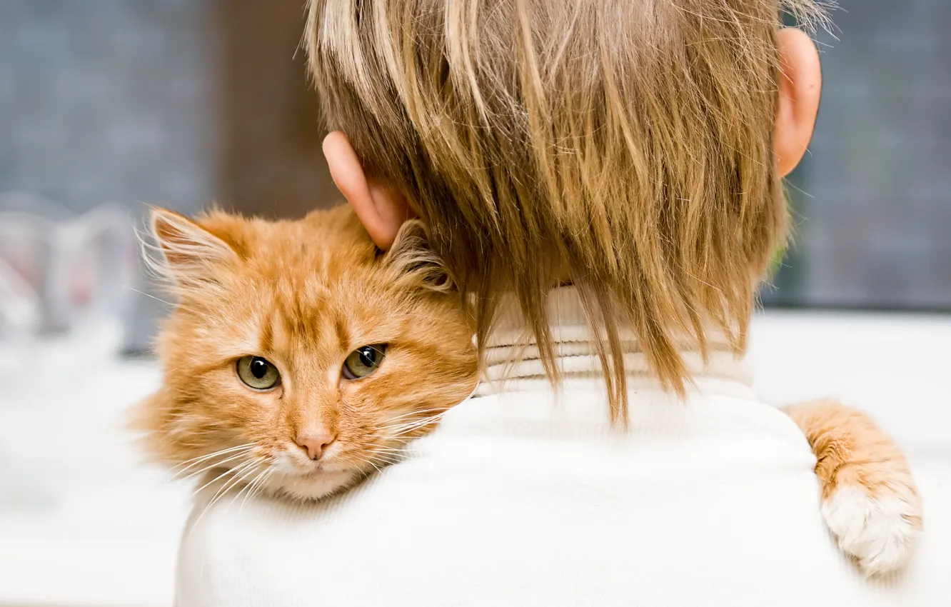 Photo wallpaper cat, children, eyes, animal, child, boy, baby, hair