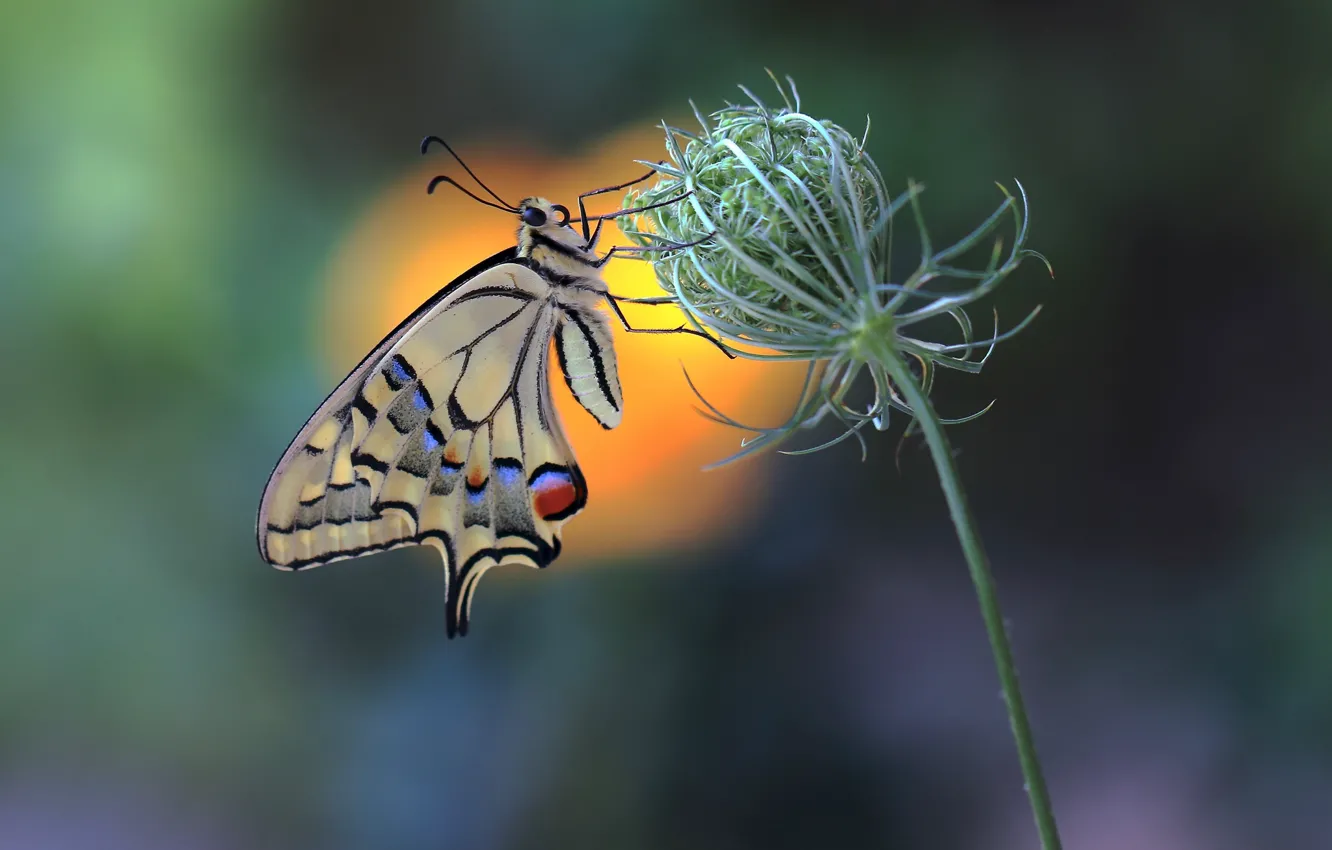Photo wallpaper butterfly, butterfly, swallowtail
