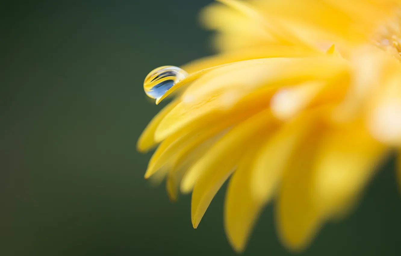 Photo wallpaper drops, flowers, petals