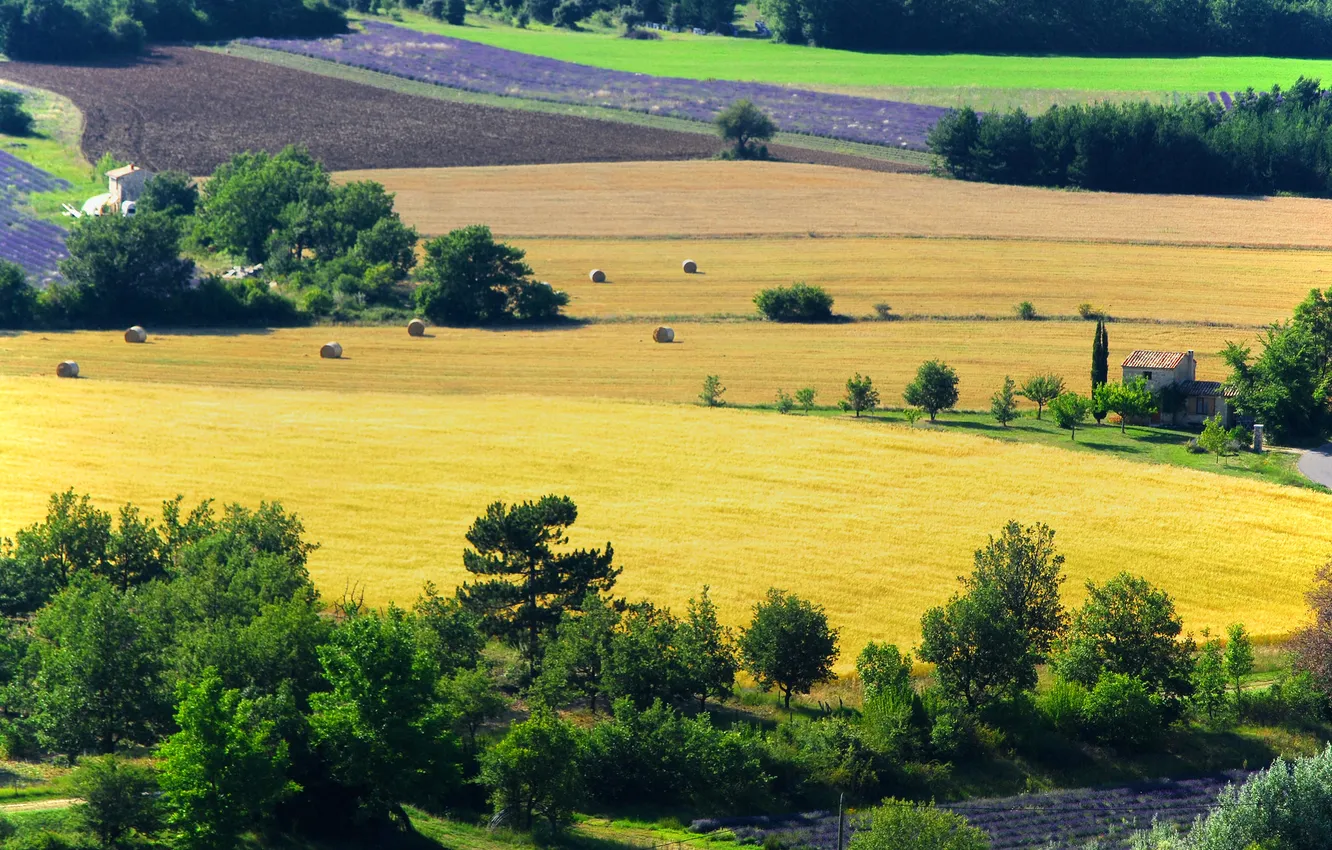 Photo wallpaper field, trees, flowers, France, home, lavender, plantation, Provence