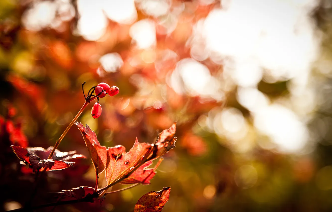 Photo wallpaper autumn, macro, branches, glare, berries, foliage