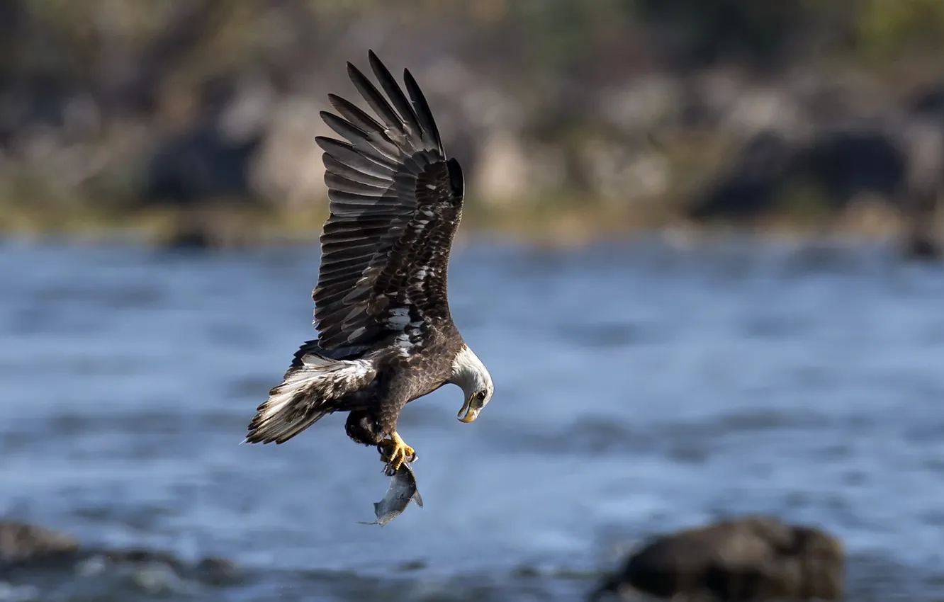 Photo wallpaper bird, eagle, fish