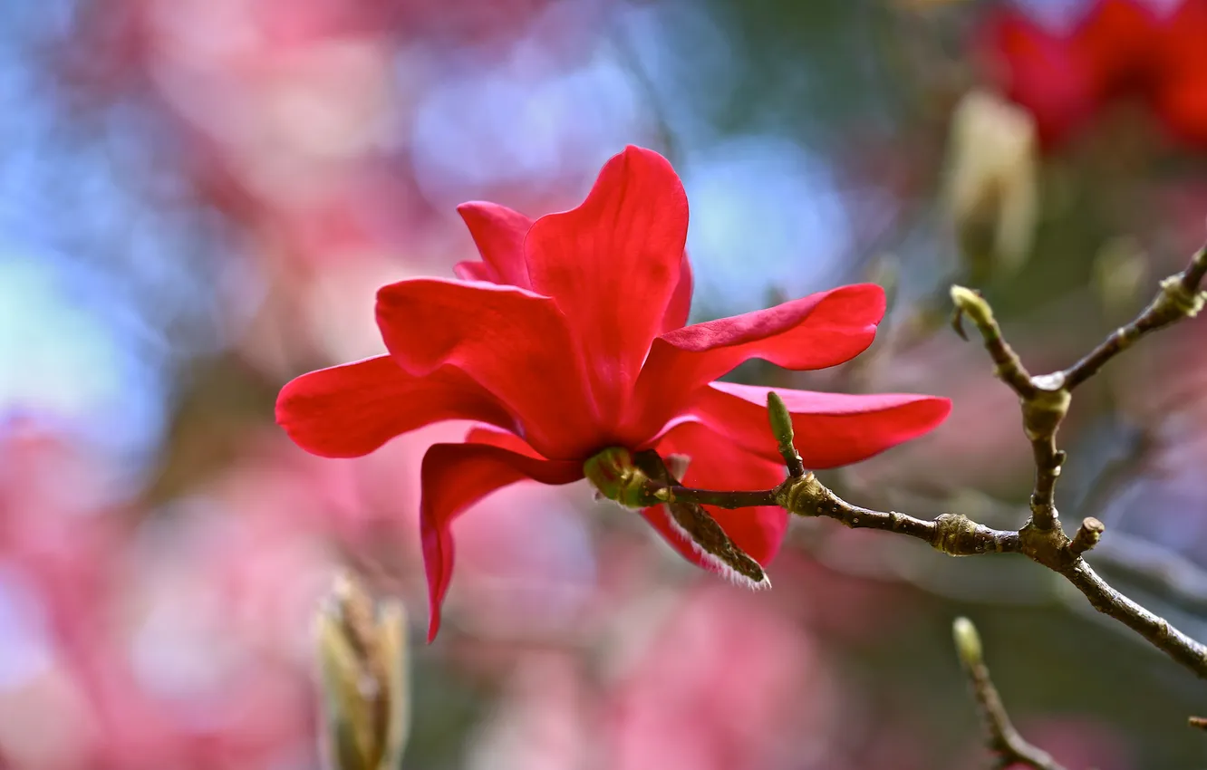 Photo wallpaper flower, red, branch, Magnolia
