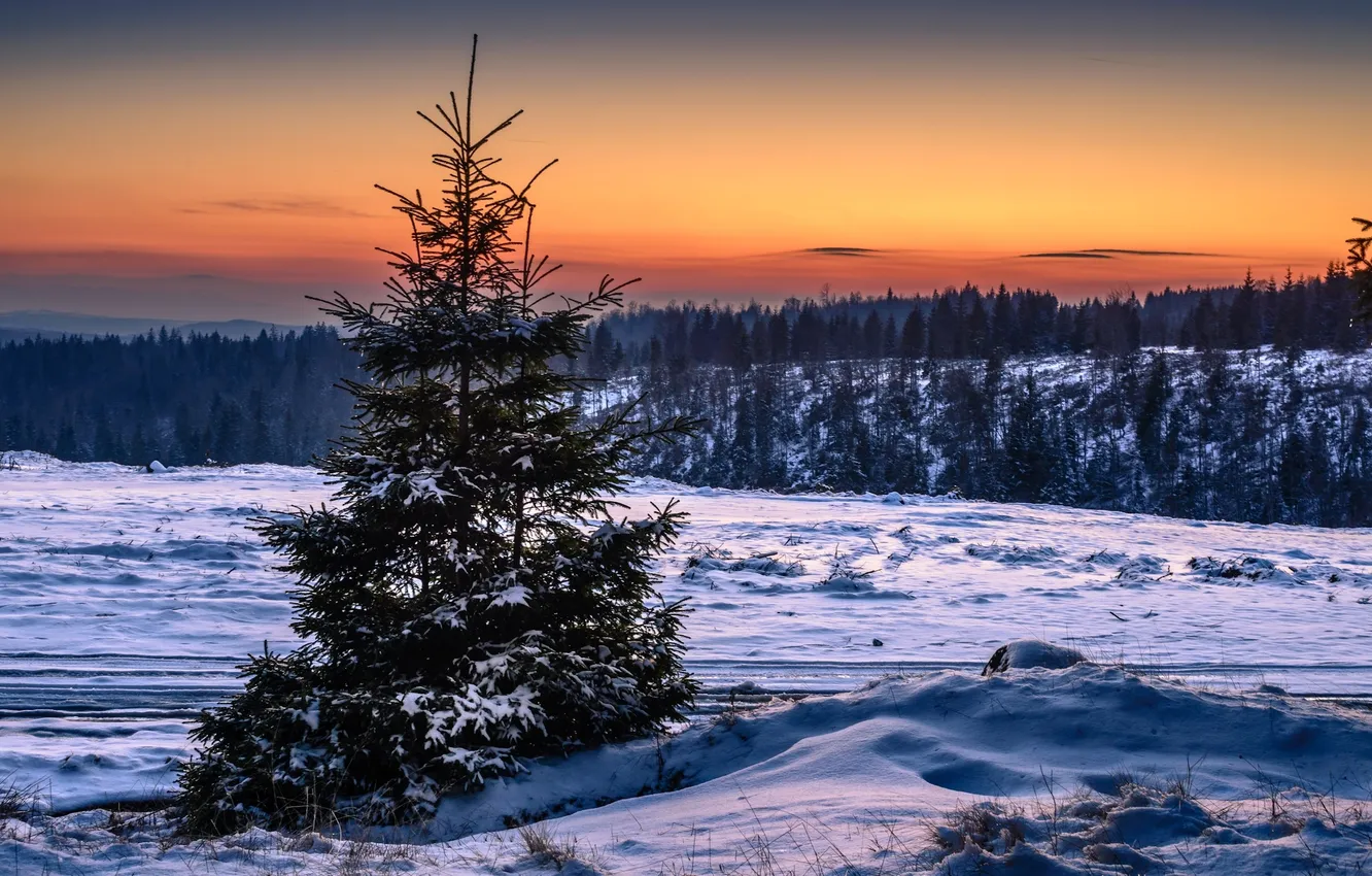 Photo wallpaper winter, forest, snow