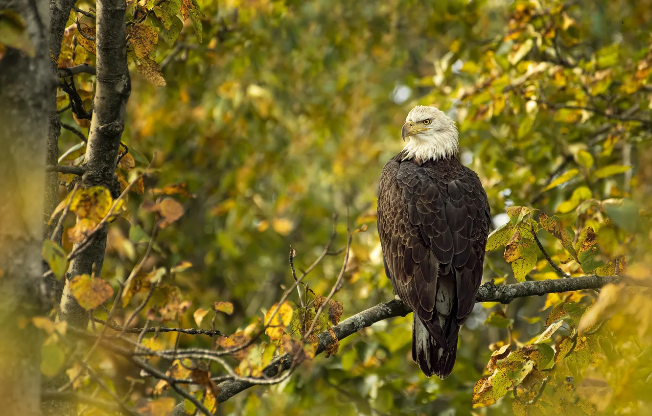 Photo wallpaper autumn, forest, trees, branches, bird, foliage, bokeh, bald eagle