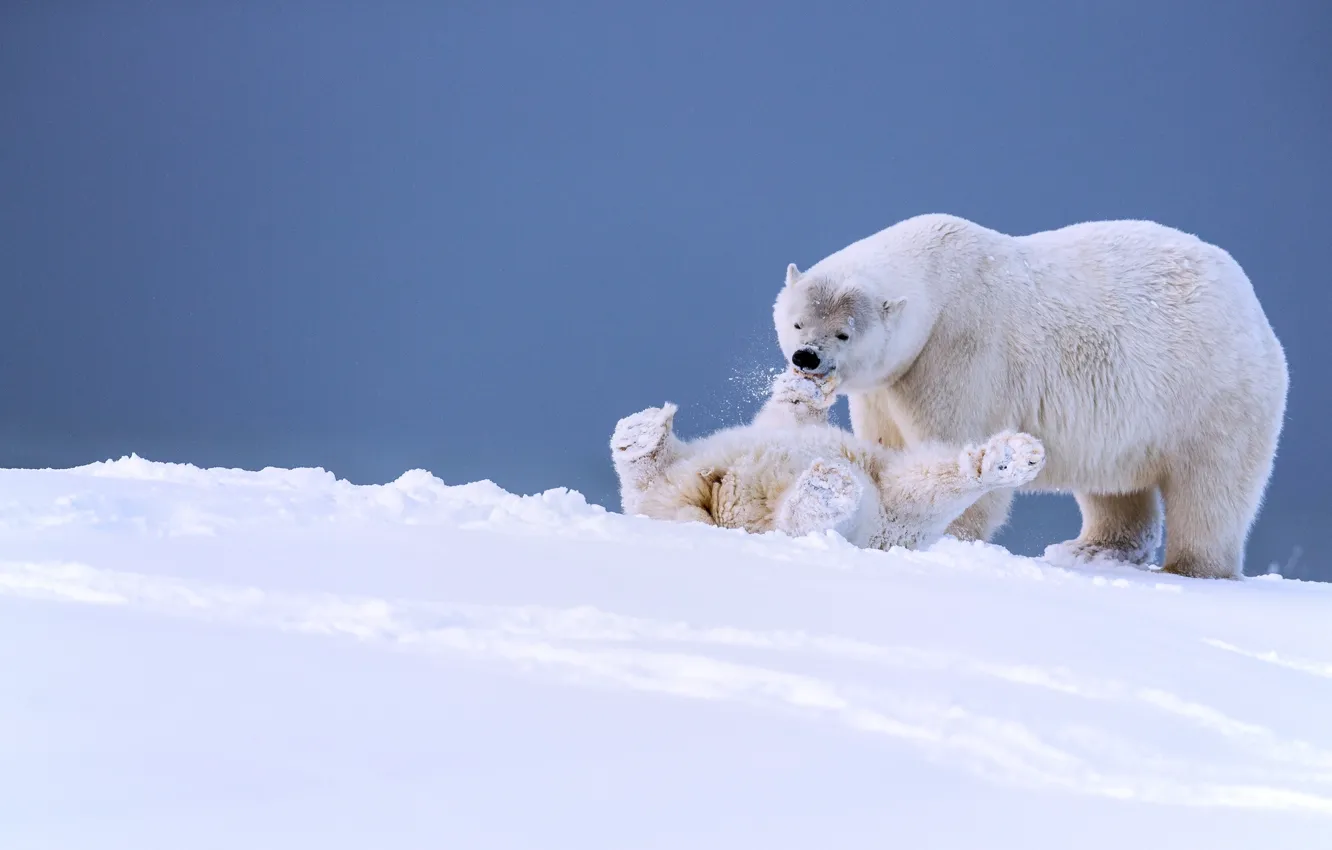 Photo wallpaper winter, snow, the game, bears, Alaska, bear, cub, polar bears