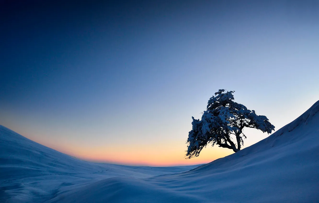Photo wallpaper snow, tree, slope