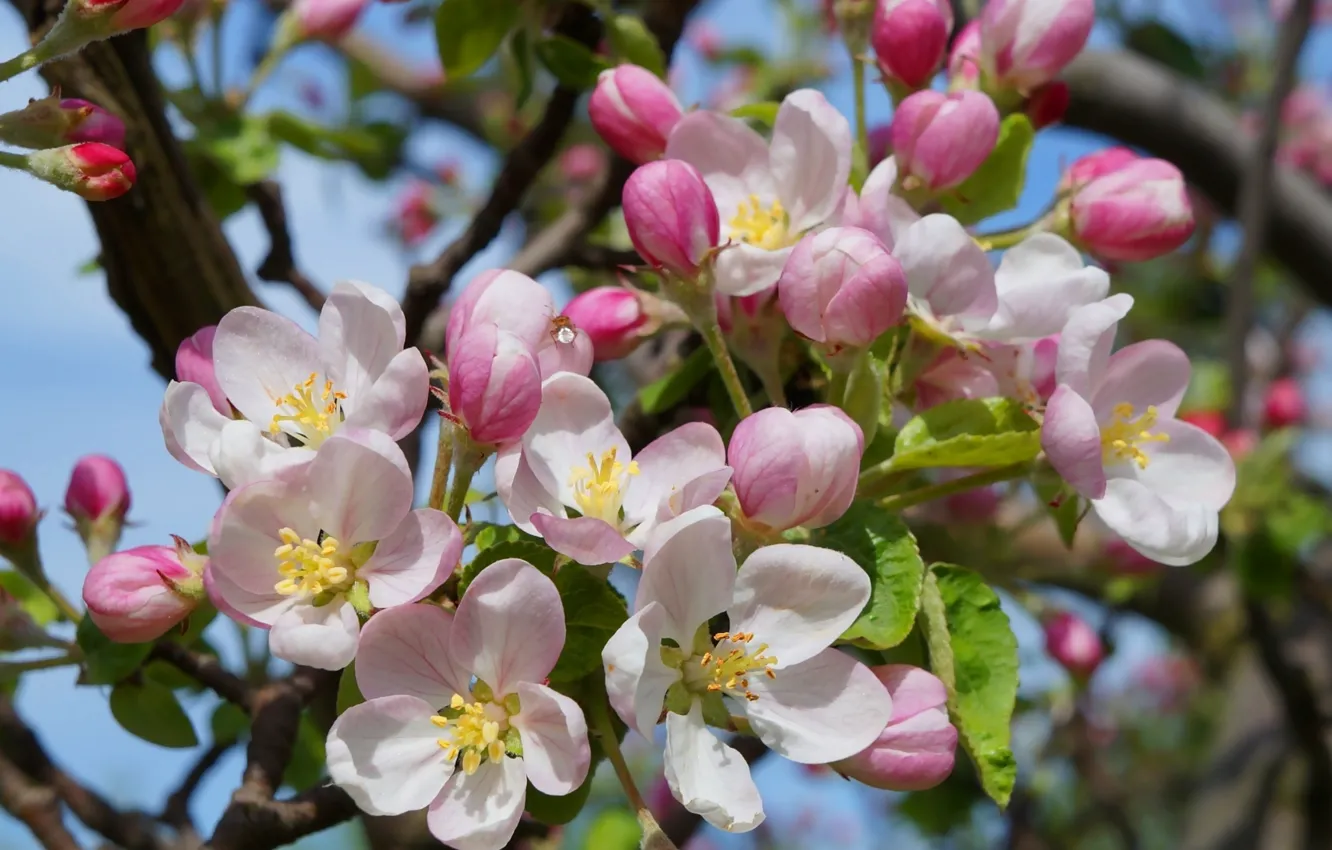 Photo wallpaper flower, spring, blooming