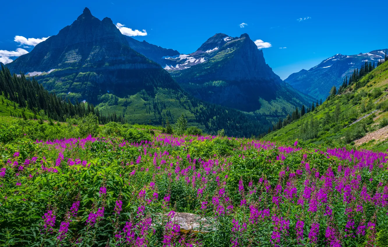 Photo wallpaper flowers, mountains, Ivan-tea, fireweed