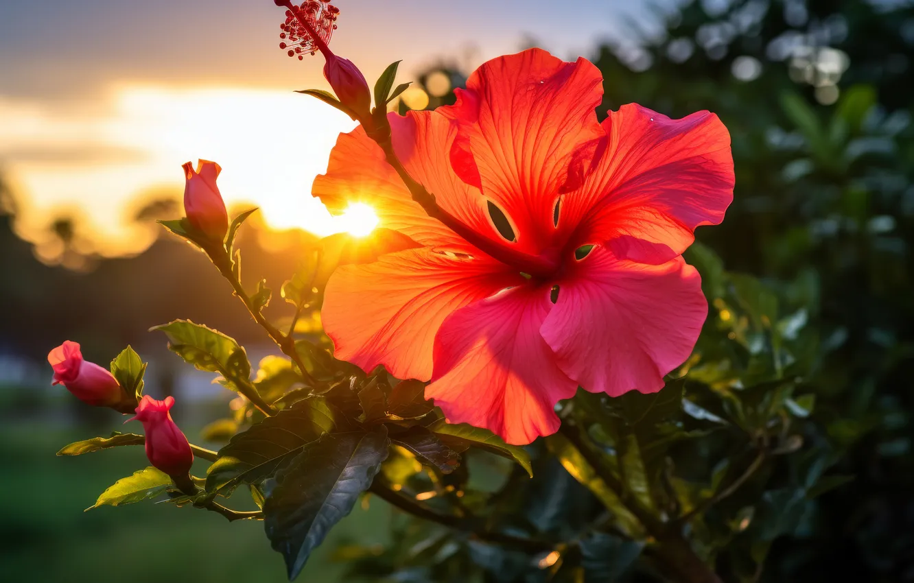Photo wallpaper flower, leaves, the sun, macro, rays, light, sunset, flowers