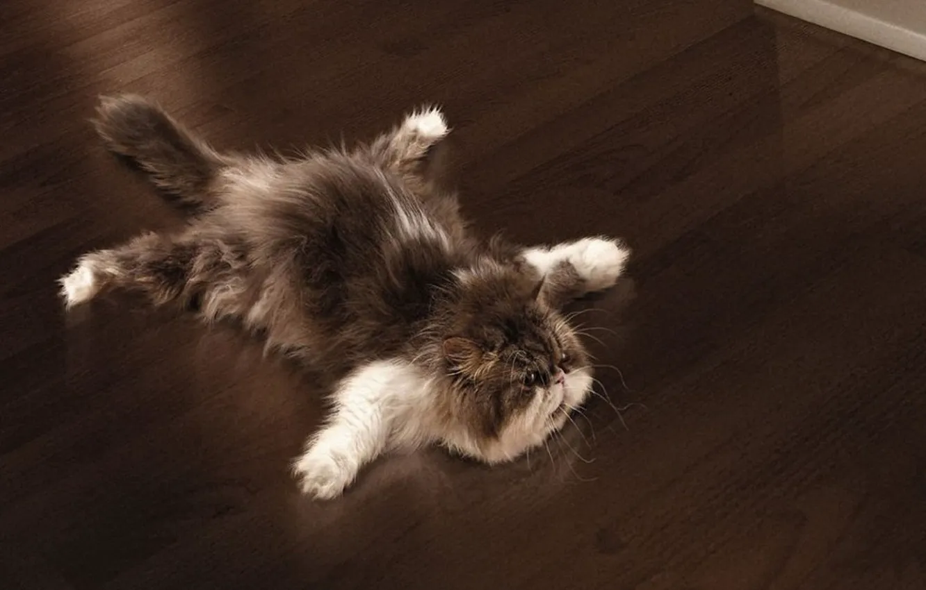 Photo wallpaper cat, paws, floor