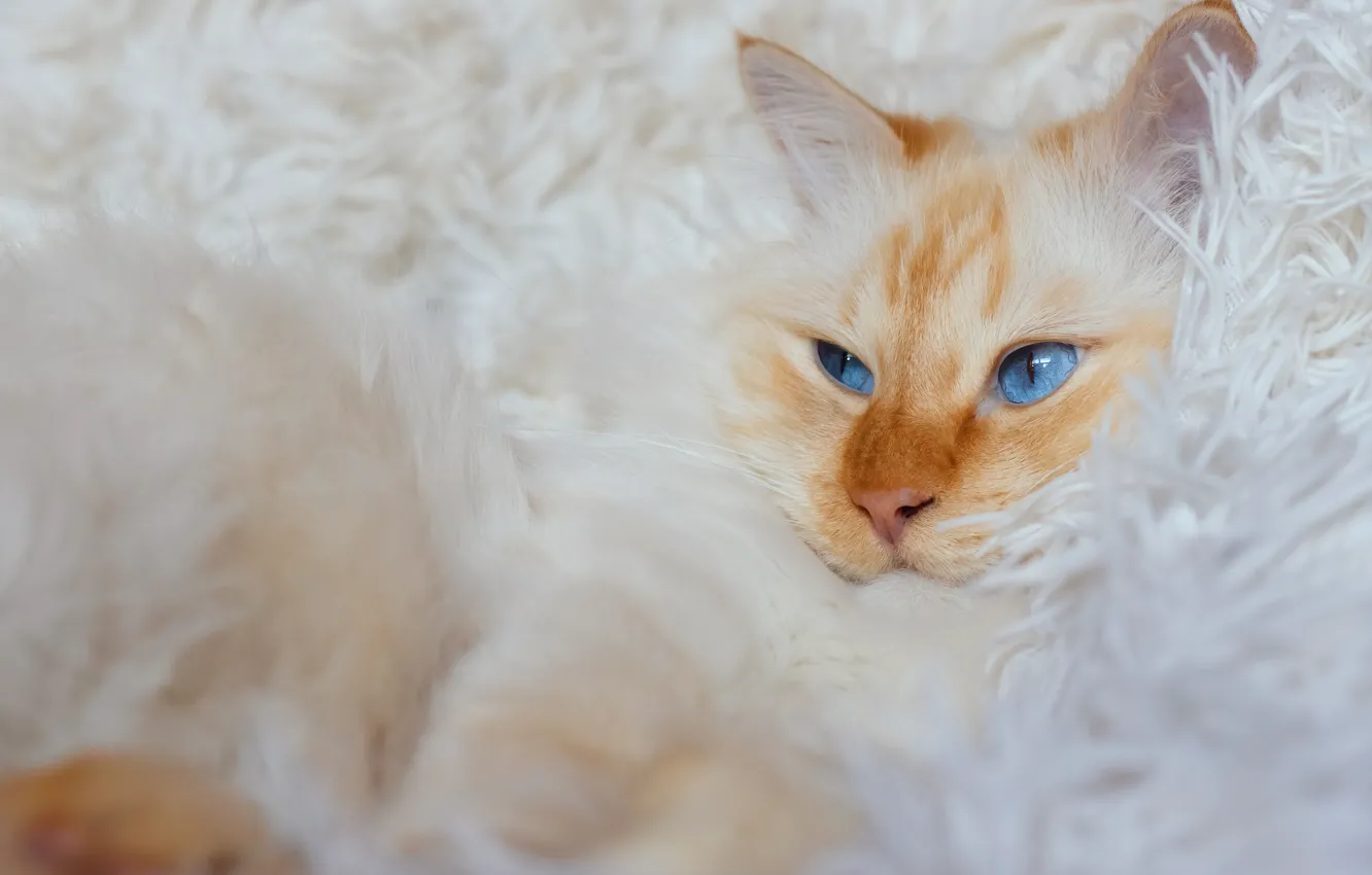 Photo wallpaper cat, white, cat, look, pose, comfort, lies, fur