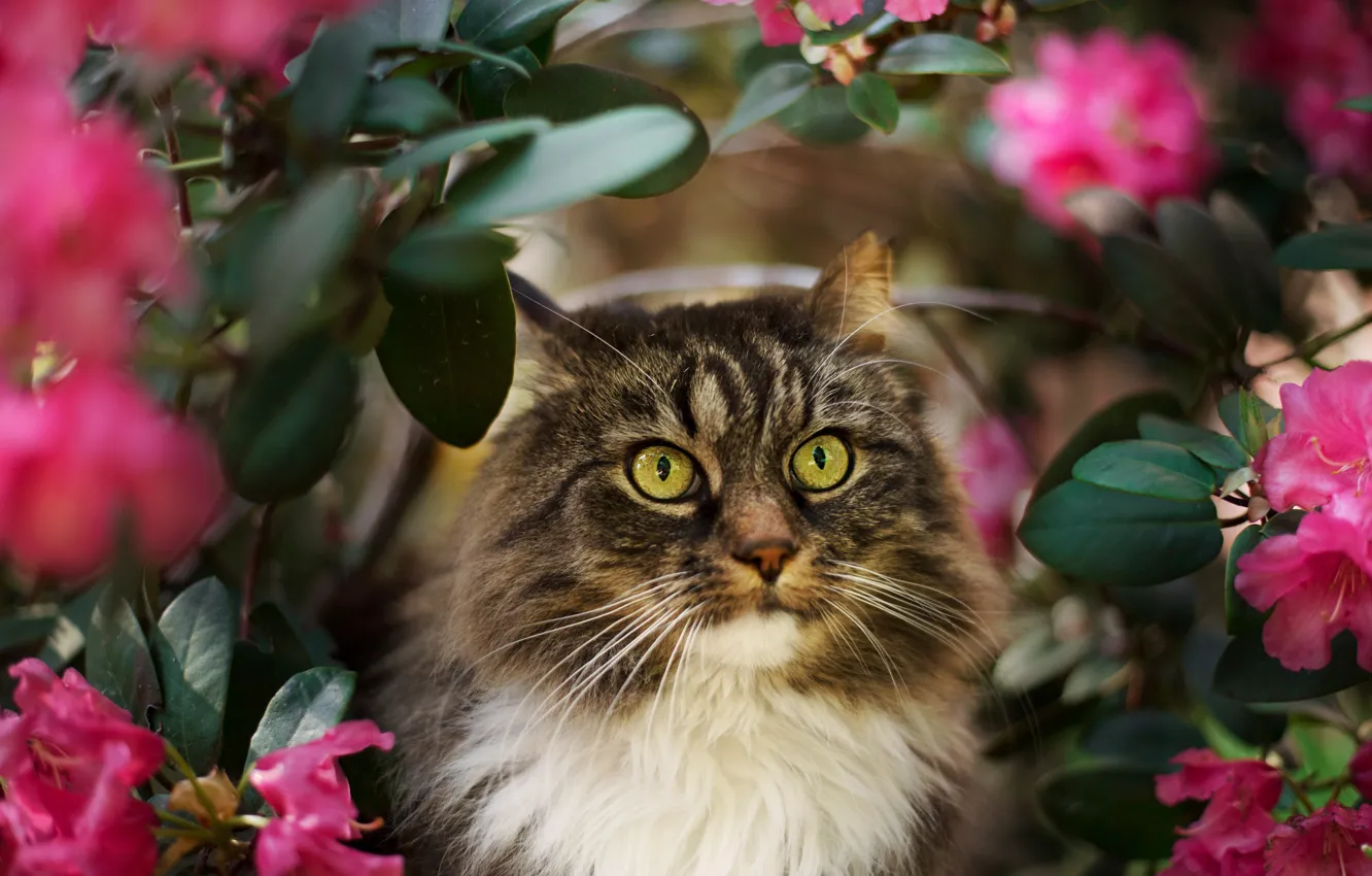 Photo wallpaper cat, cat, look, face, leaves, flowers, nature, background