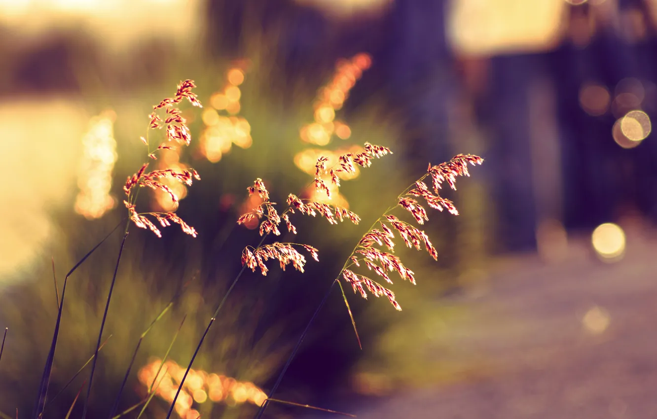 Photo wallpaper summer, grass, sunset, bokeh