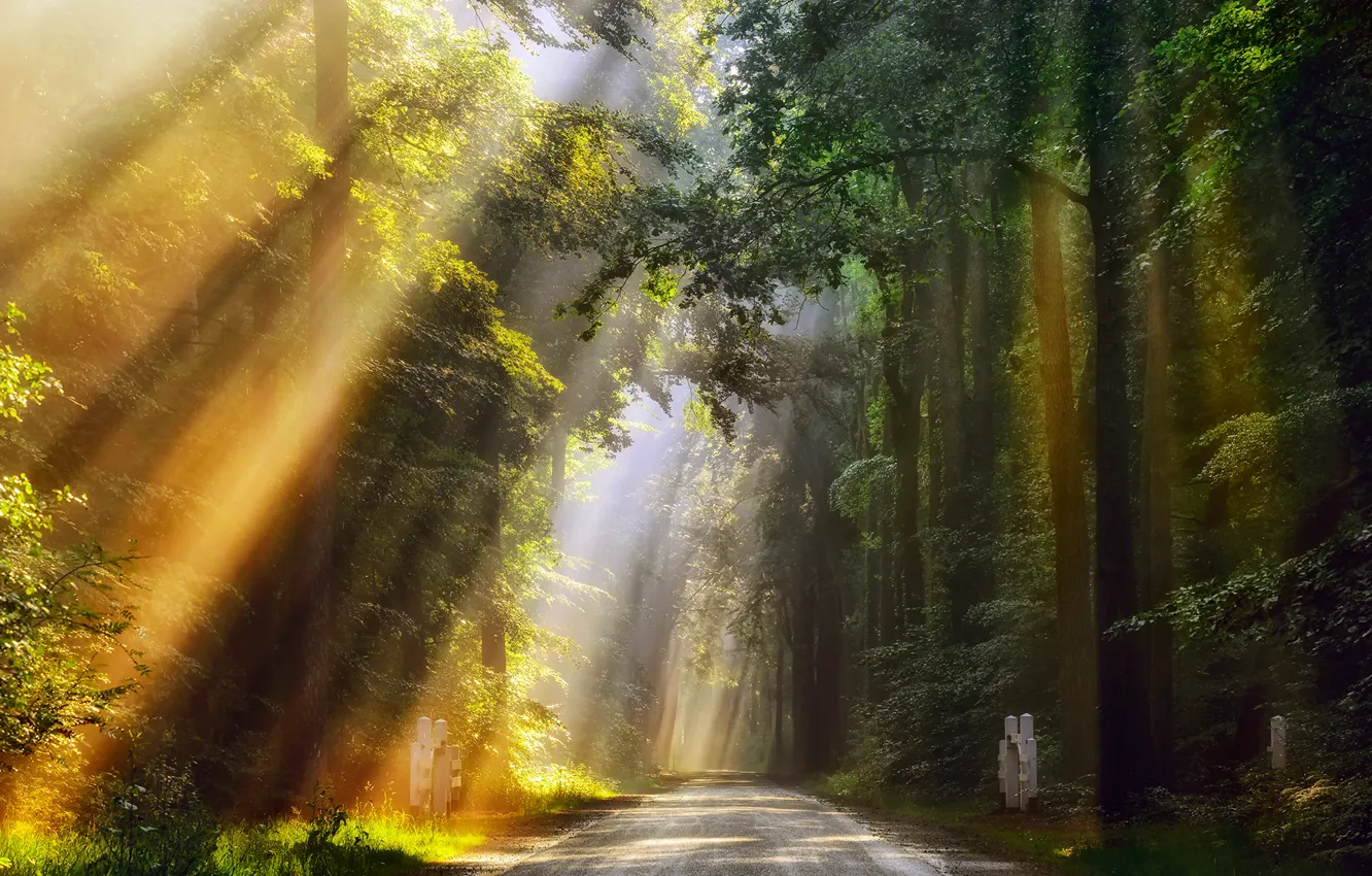 Photo wallpaper road, forest, summer, rays, light, morning, Netherlands, June