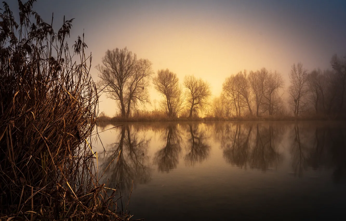 Photo wallpaper trees, fog, lake, thickets, morning