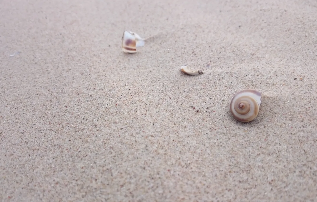 Photo wallpaper sea, beach, summer, shell