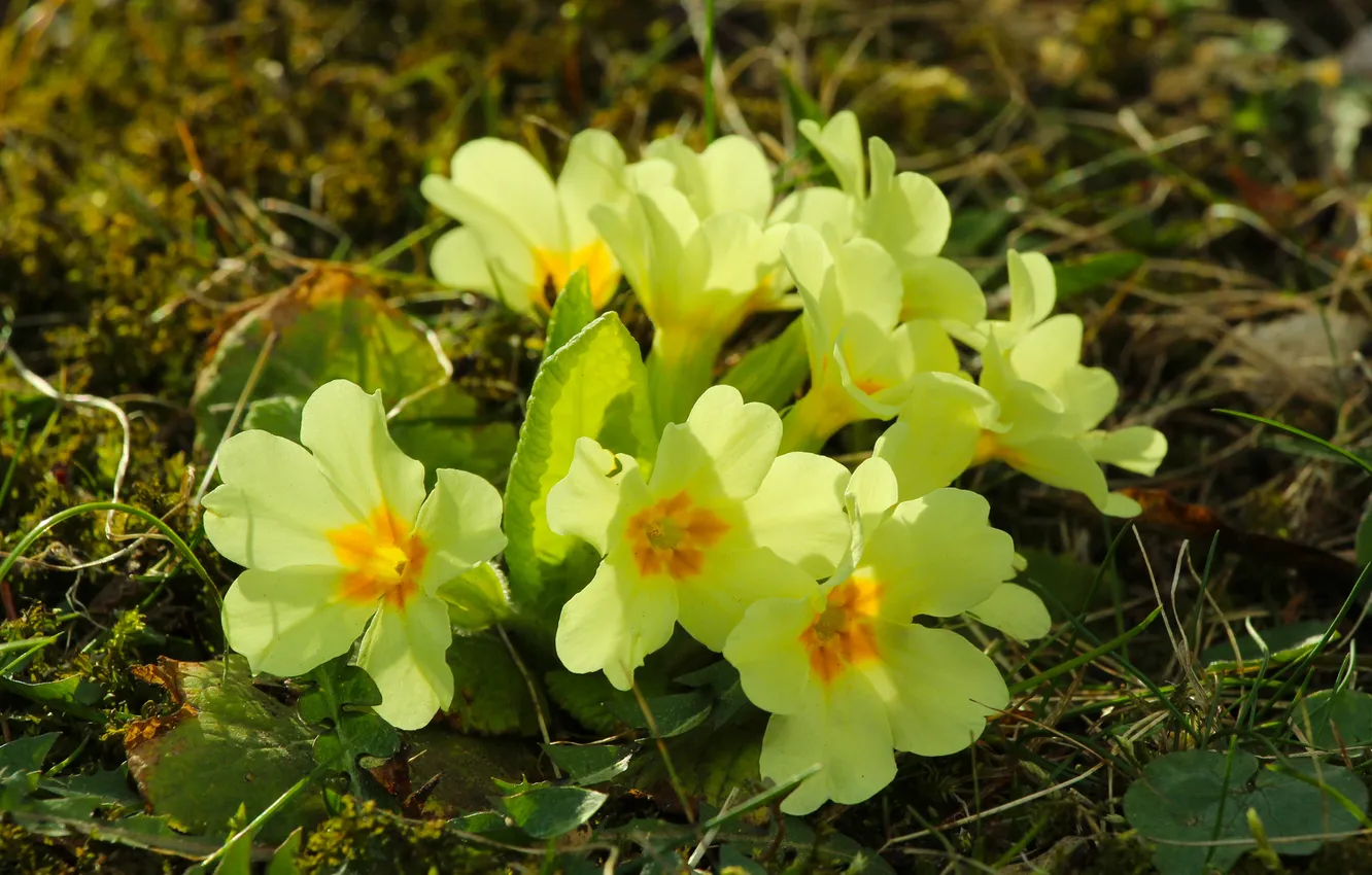 Photo wallpaper spring, primroses, blooming