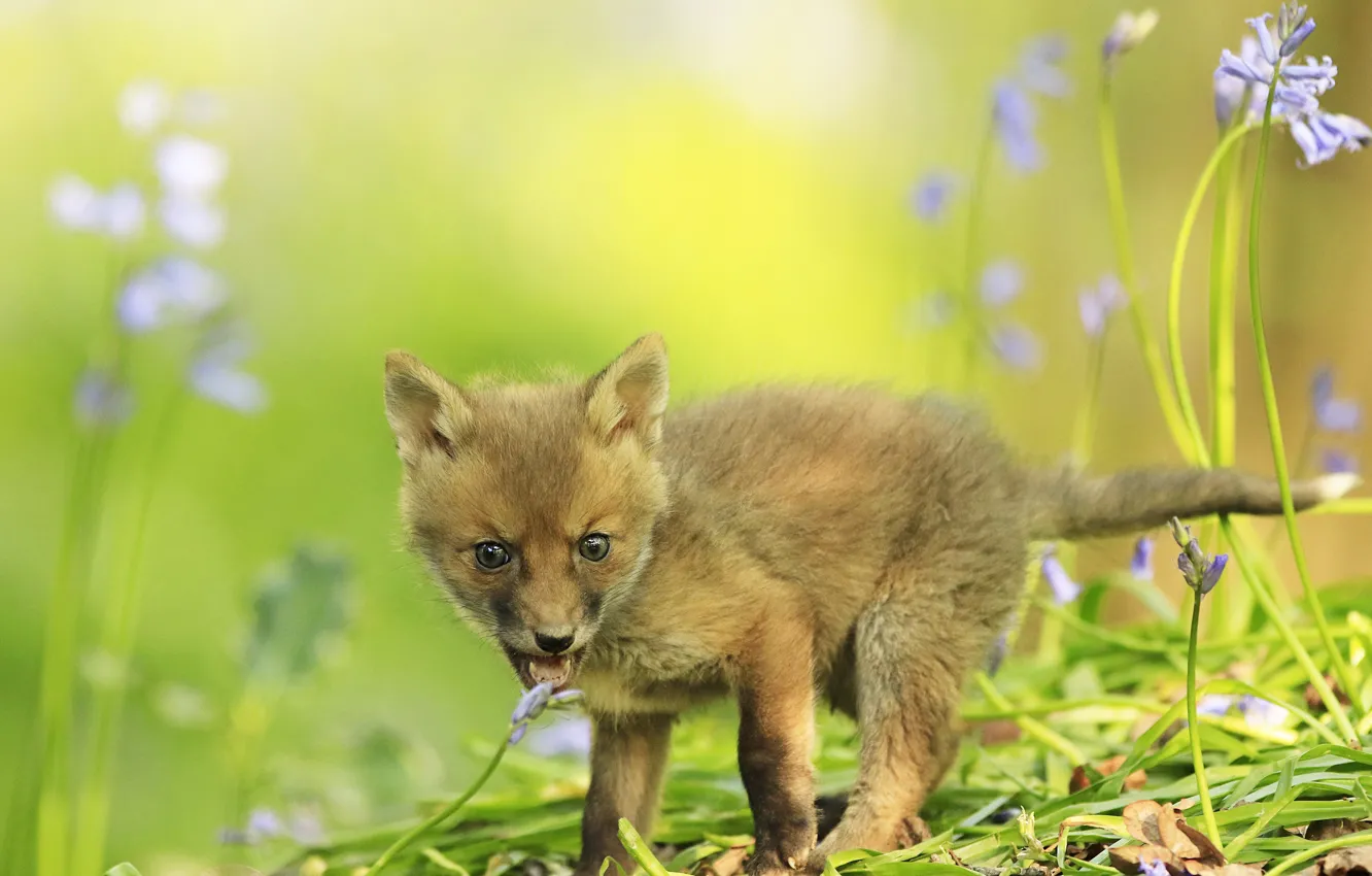 Photo wallpaper greens, language, flowers, nature, background, stem, mouth, Fox