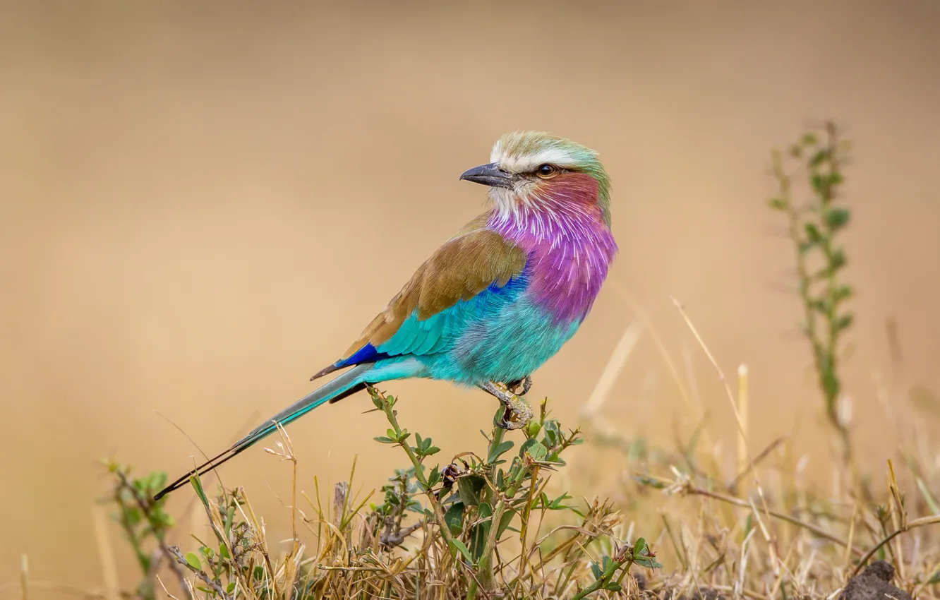 Photo wallpaper branches, background, bird, barb, Africa, Coracias caudata, Sirenevaya roller, Lilac-breasted Roller