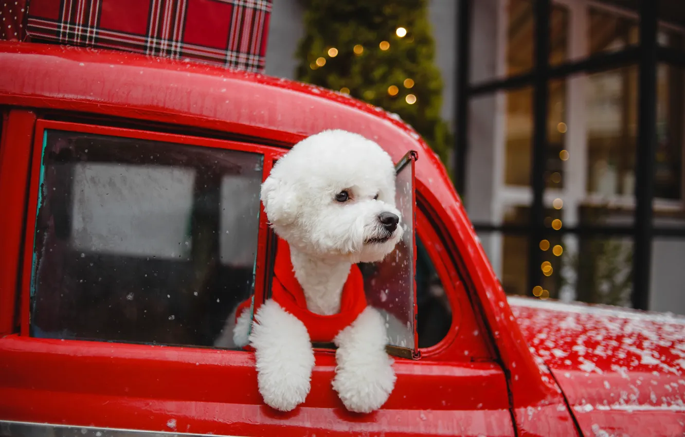 Photo wallpaper machine, dog, poodle, doggie