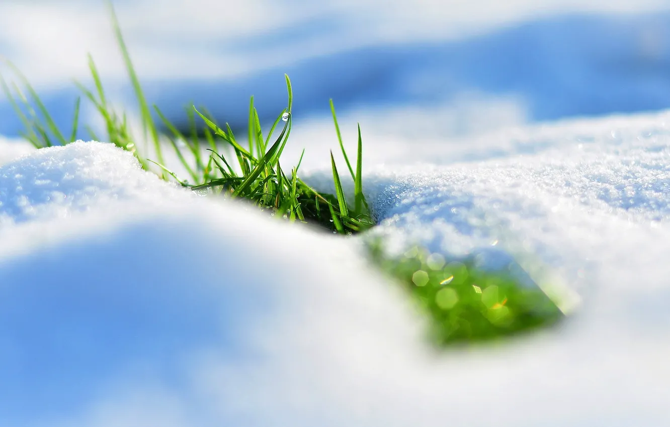Photo wallpaper grass, snow, spring