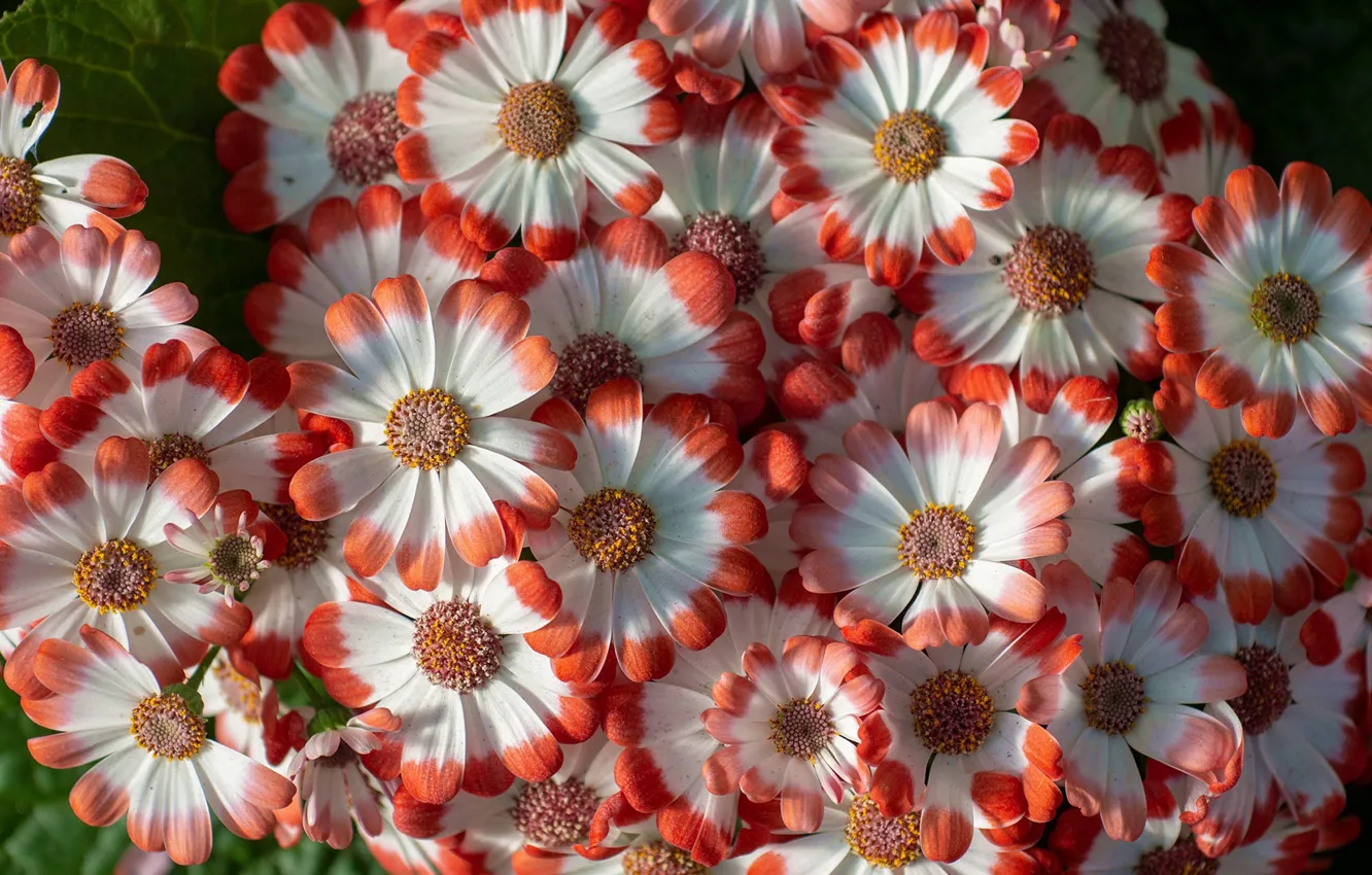 Photo wallpaper macro, petals, Cineraria hybrid