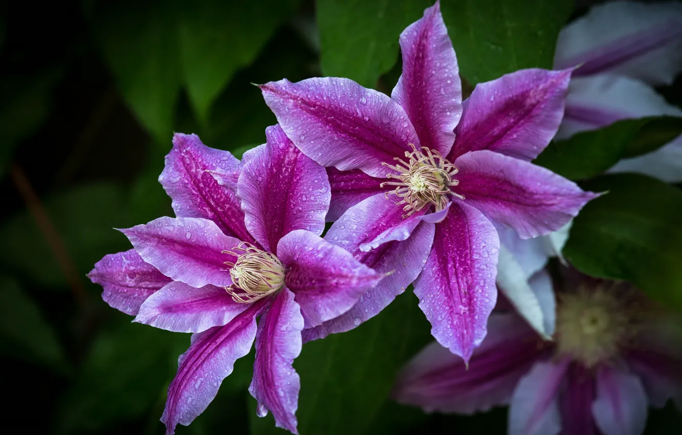 Photo wallpaper leaves, drops, flowers, lilac, clematis