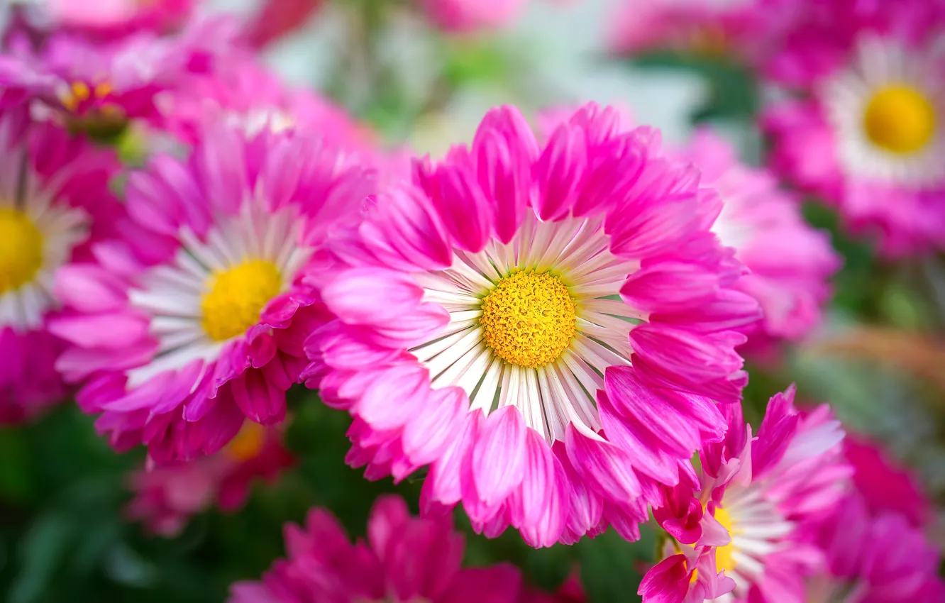 Photo wallpaper macro, flowers, petals, garden, pink, chrysanthemum, bokeh, two-tone