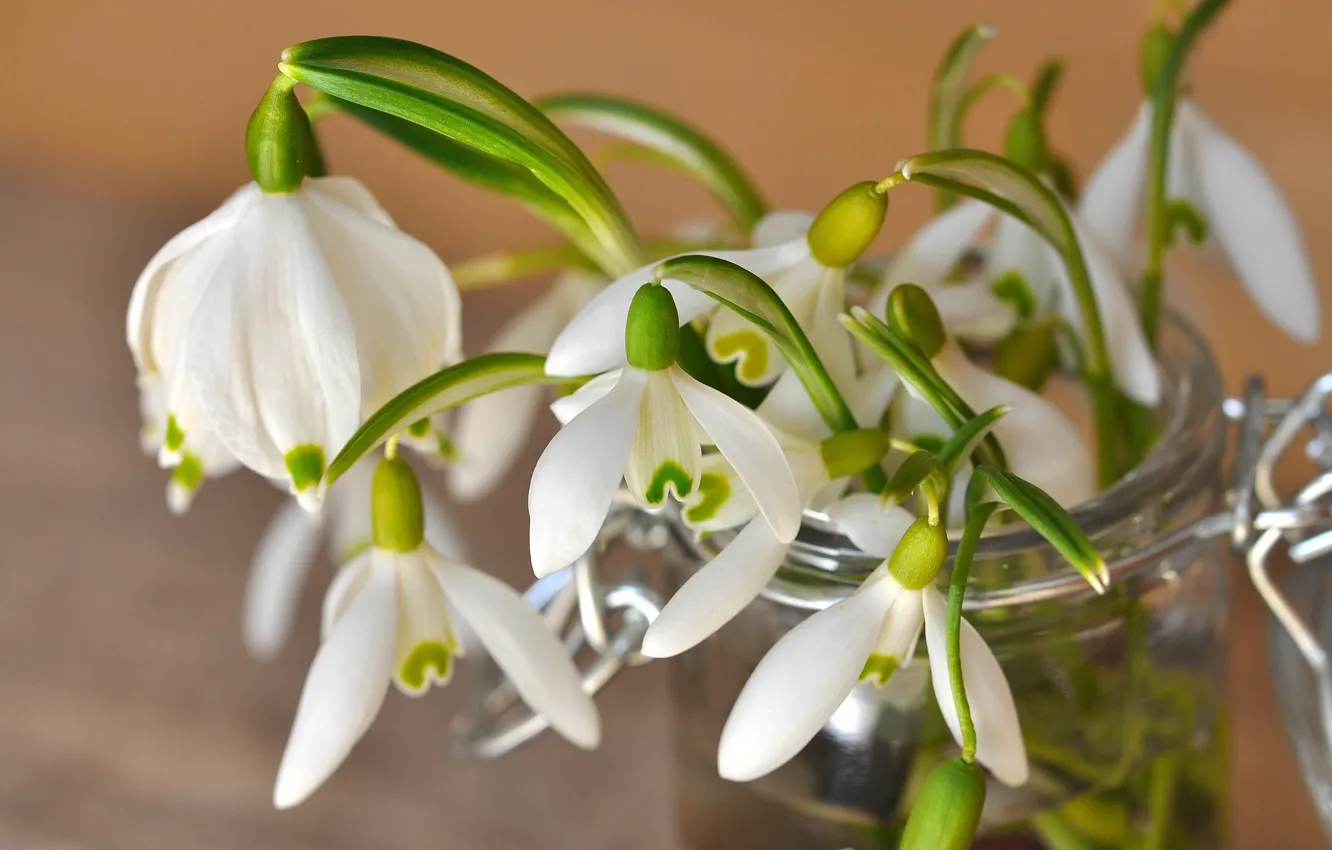 Photo wallpaper flowers, spring, snowdrops, Bank