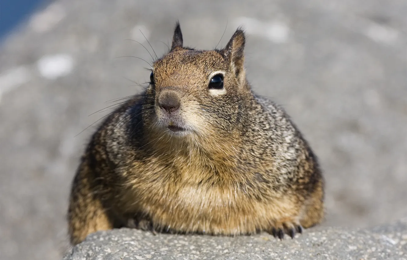 Photo wallpaper look, stones, protein