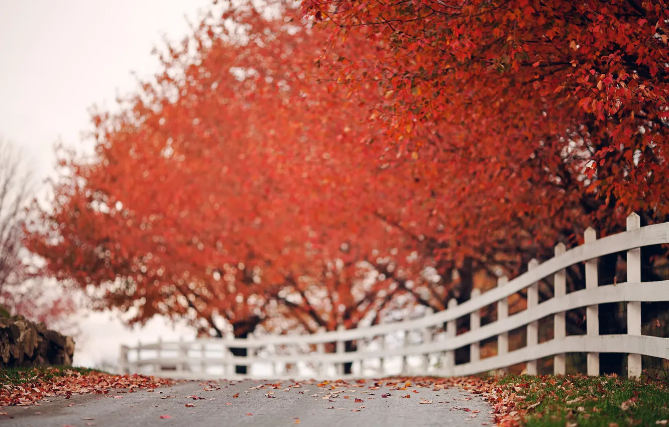 Photo wallpaper road, autumn, the fence