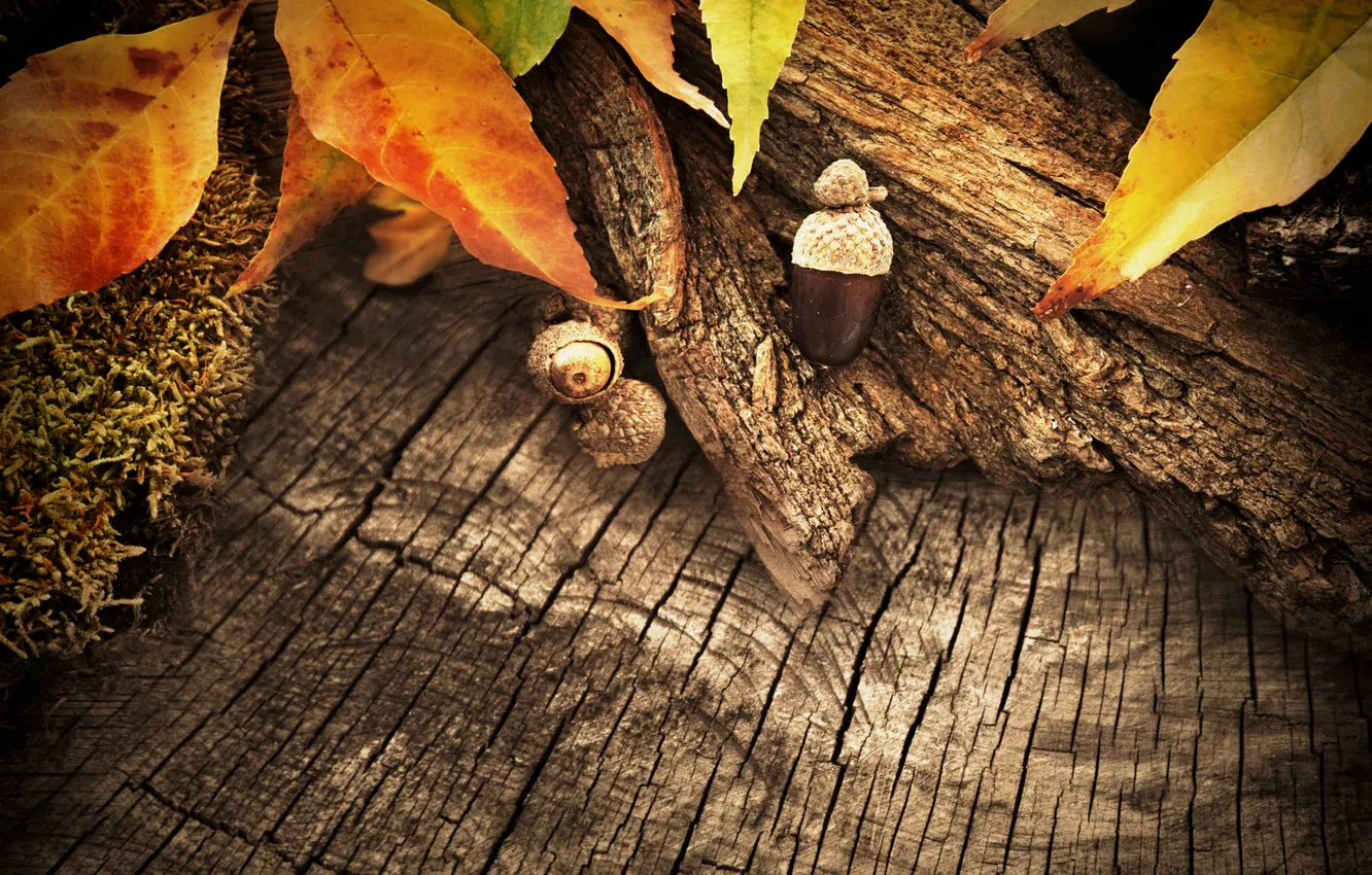 Photo wallpaper autumn, leaves, trees, acorns