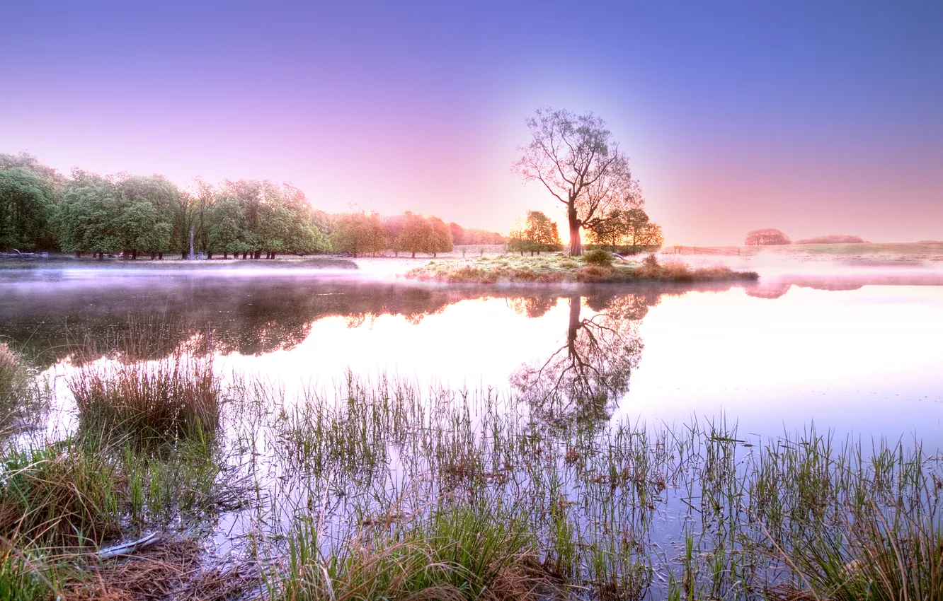 Photo wallpaper forest, the sky, grass, water, the sun, trees, landscape, nature