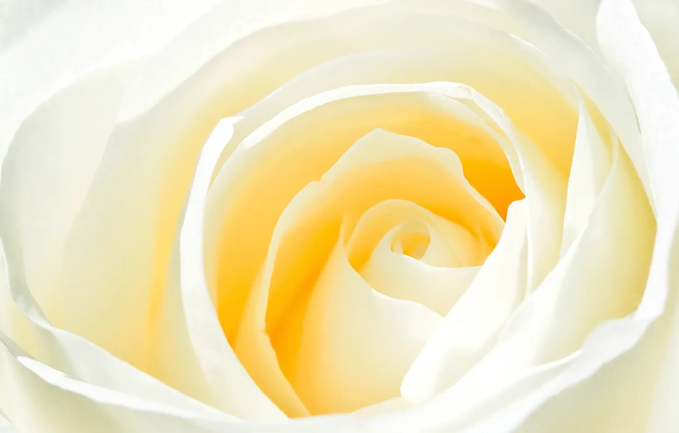Photo wallpaper flower, tenderness, rose