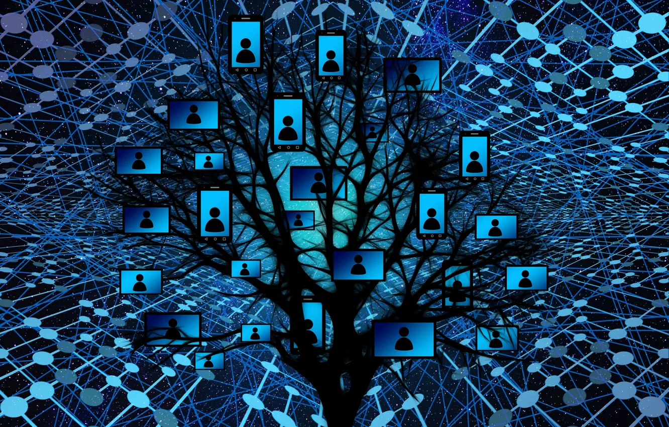 Photo wallpaper trees, network, management, web