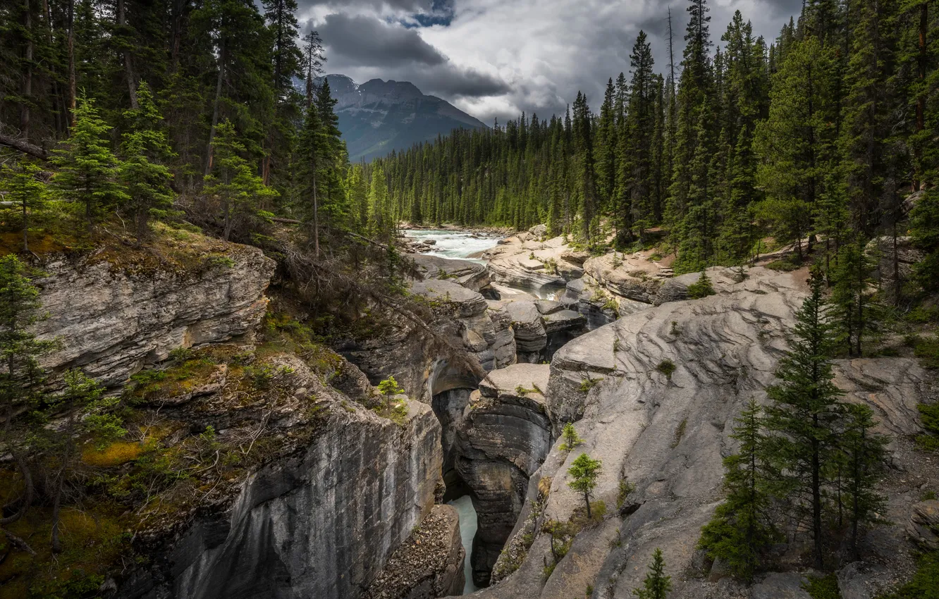 Photo wallpaper mountains, rocks, spruce, Canada, canyon, Mistaya Canyon
