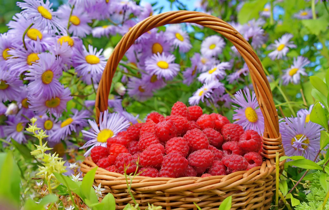 Photo wallpaper grass, flowers, raspberry, basket, berry, red, asters