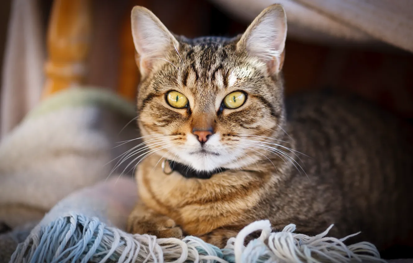 Photo wallpaper cat, cat, portrait, scarf, lies