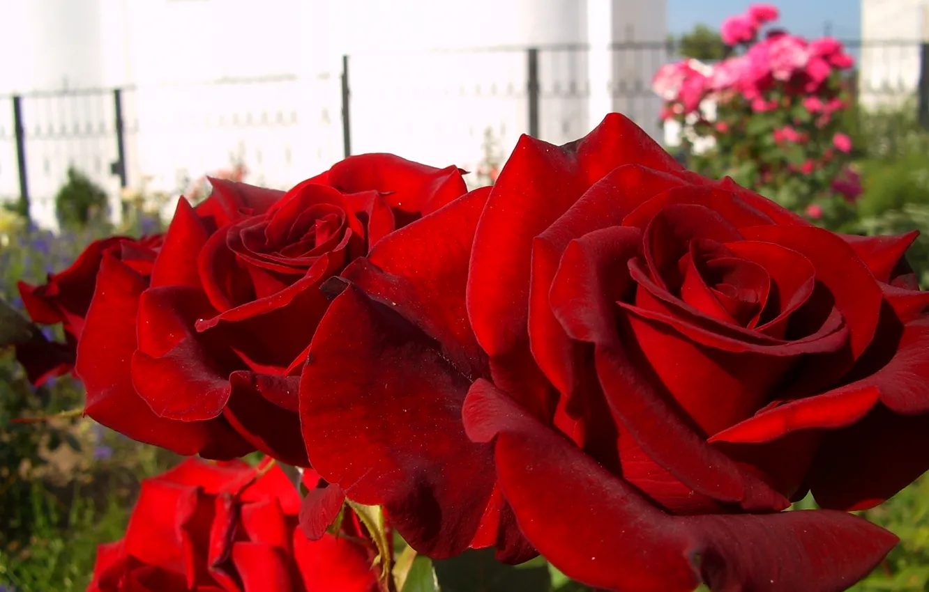 Photo wallpaper summer, macro, mood, garden, red roses