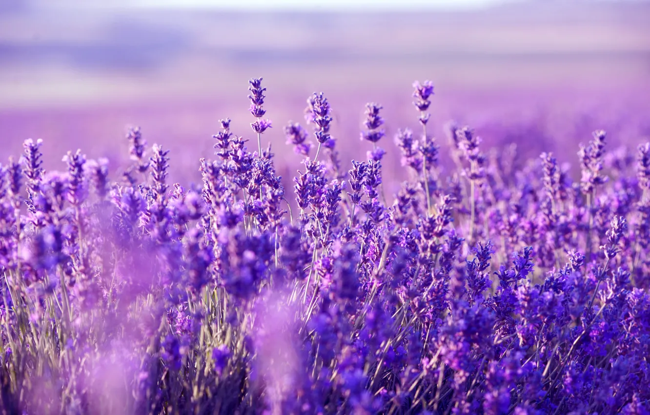 Photo wallpaper field, plant, meadow, lavender