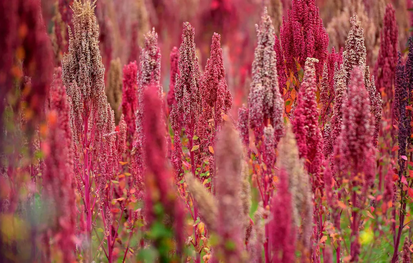 Photo wallpaper field, flowers, plant, meadow, Peru, quinoa