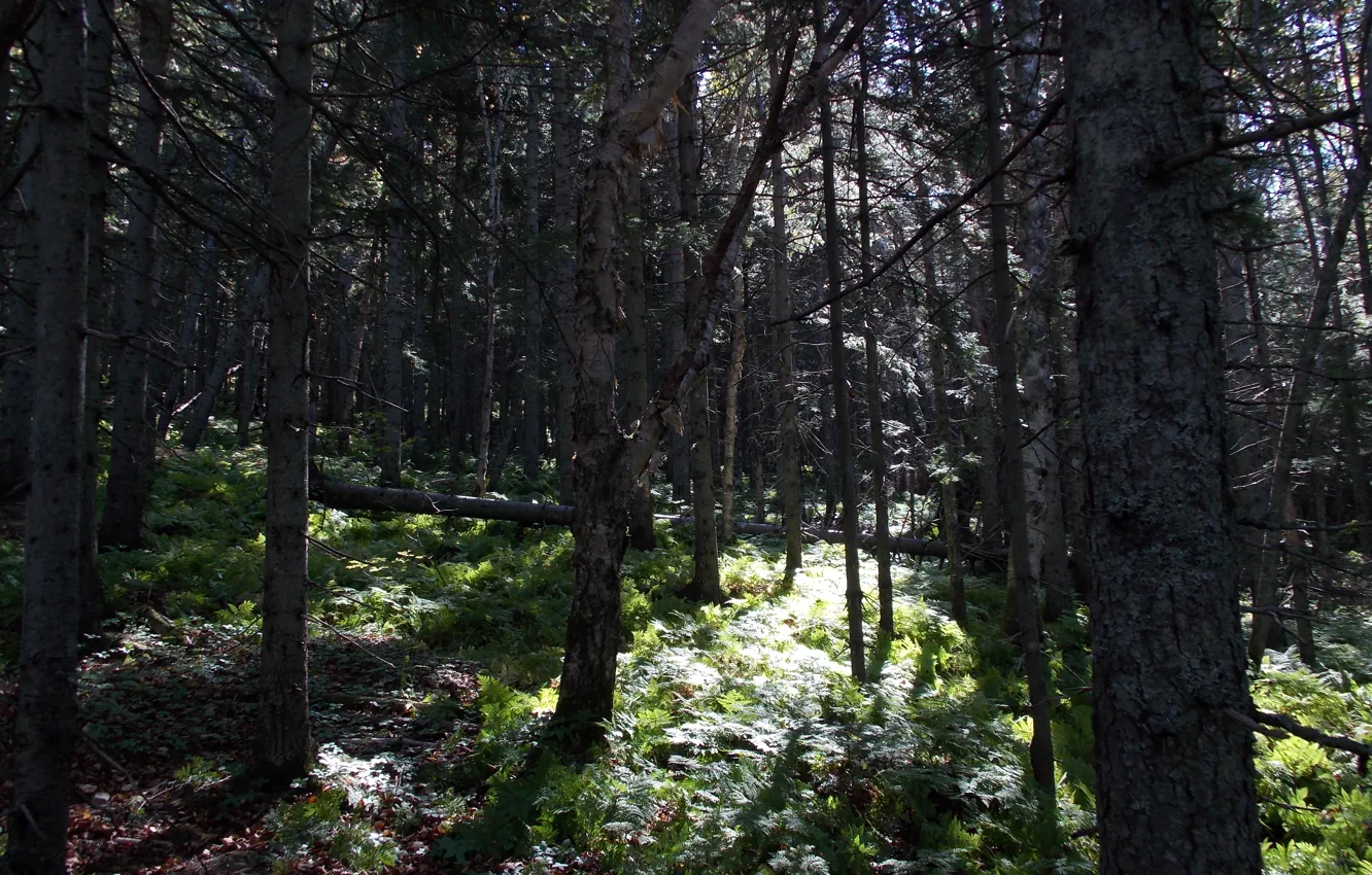 Photo wallpaper forest, grass, trees, Sakhalin