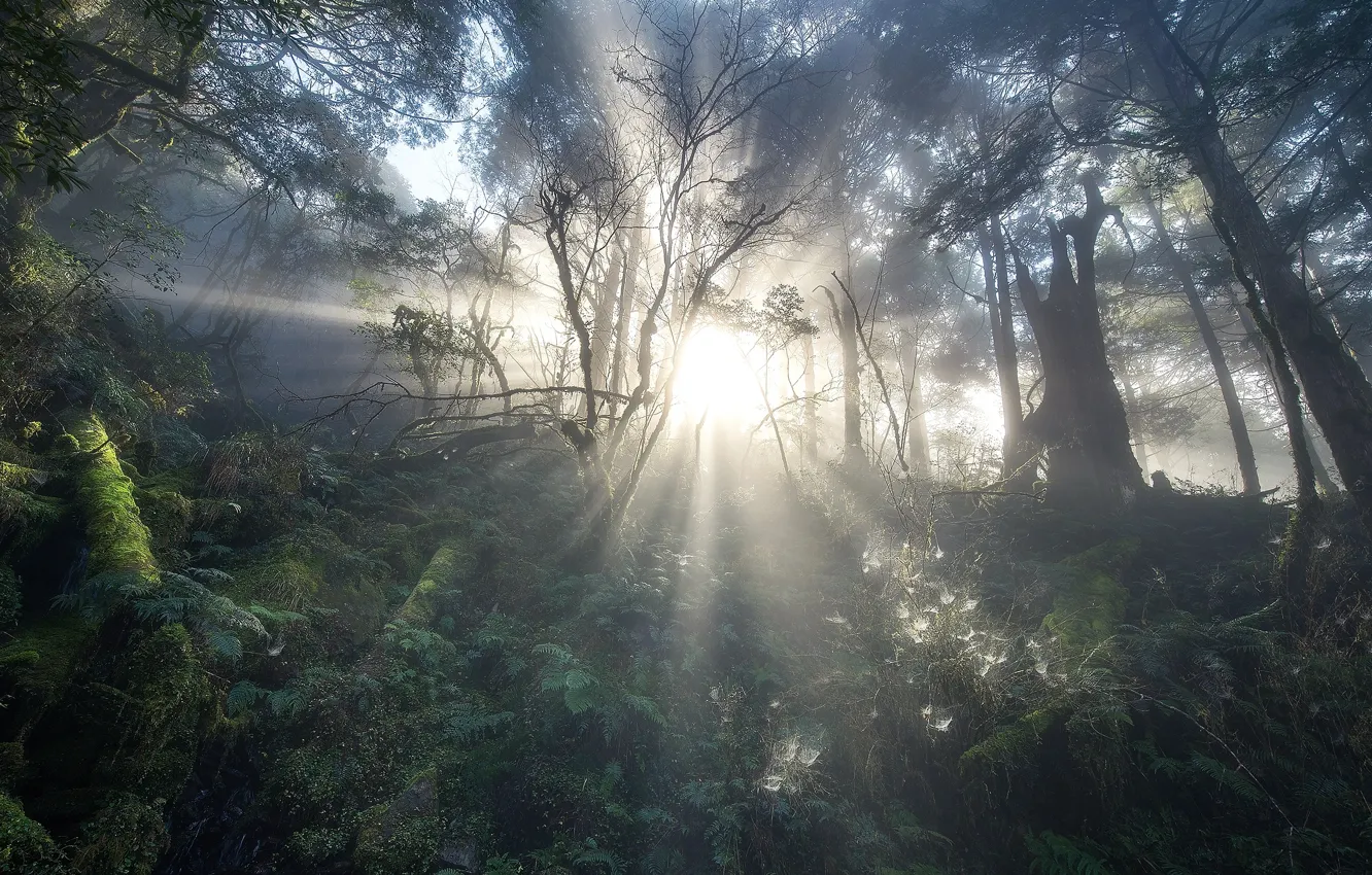 Photo wallpaper forest, the sun, rays, light, trees, branches, lights, thickets