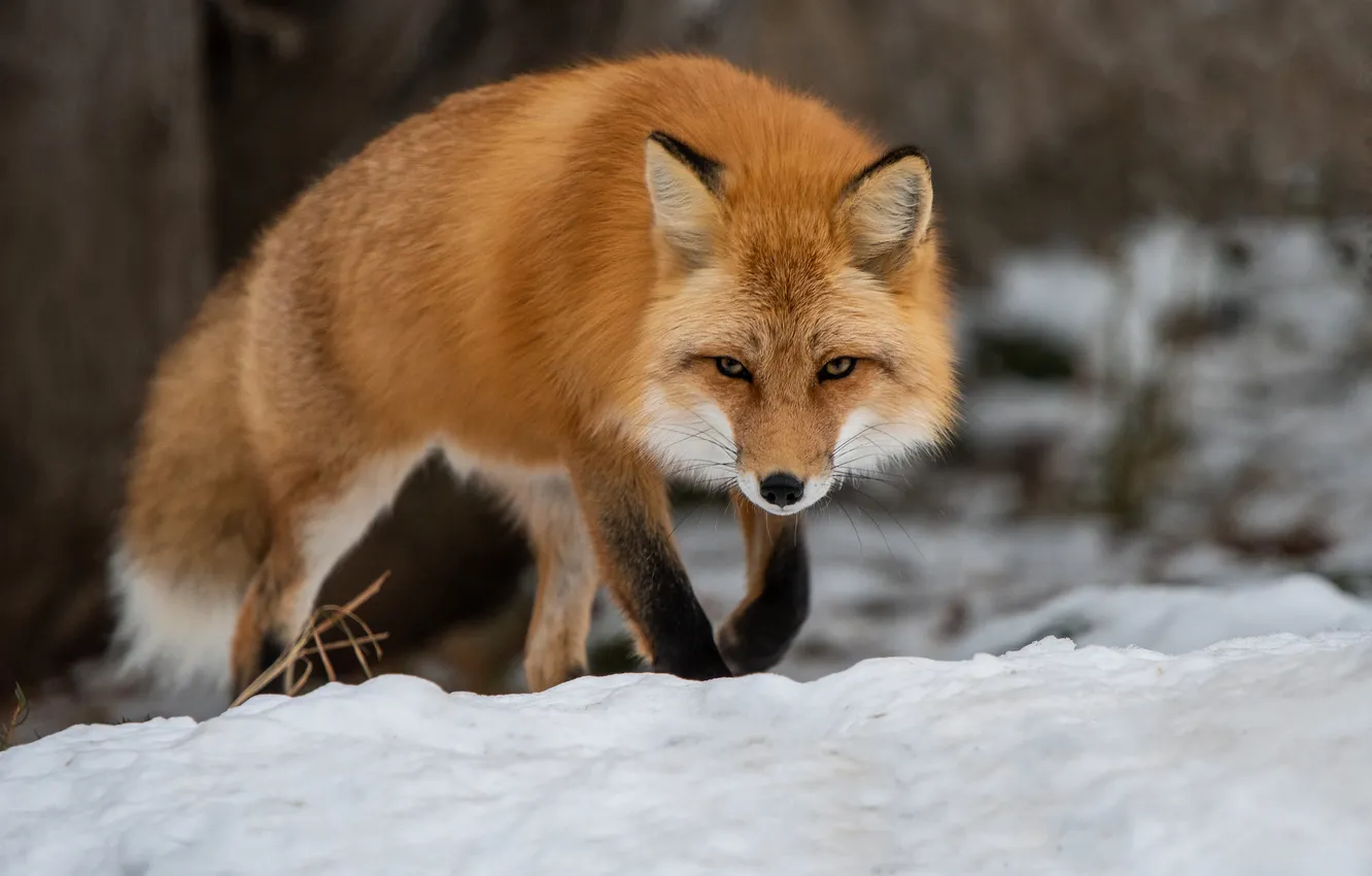 Photo wallpaper winter, forest, look, snow, nature, Fox, the snow, red