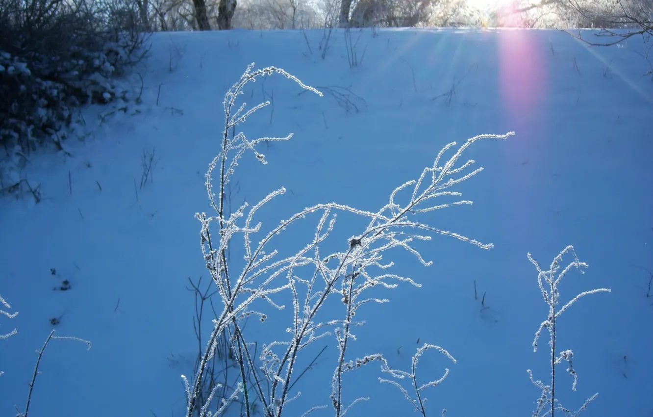 Photo wallpaper frost, macro, sprig, frost, Meduzanol ©