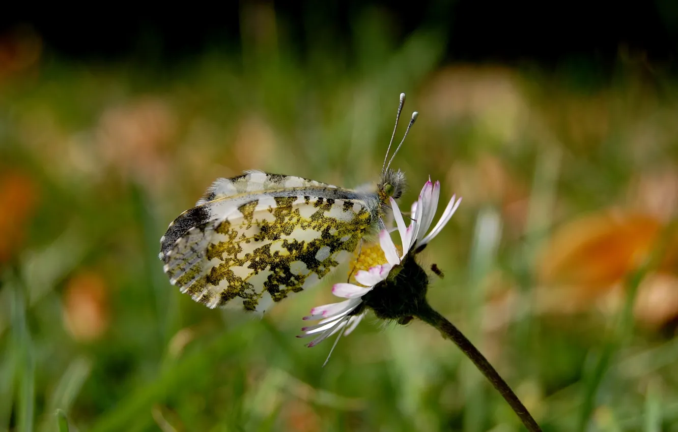 Photo wallpaper nature, microsemi, butterfly
