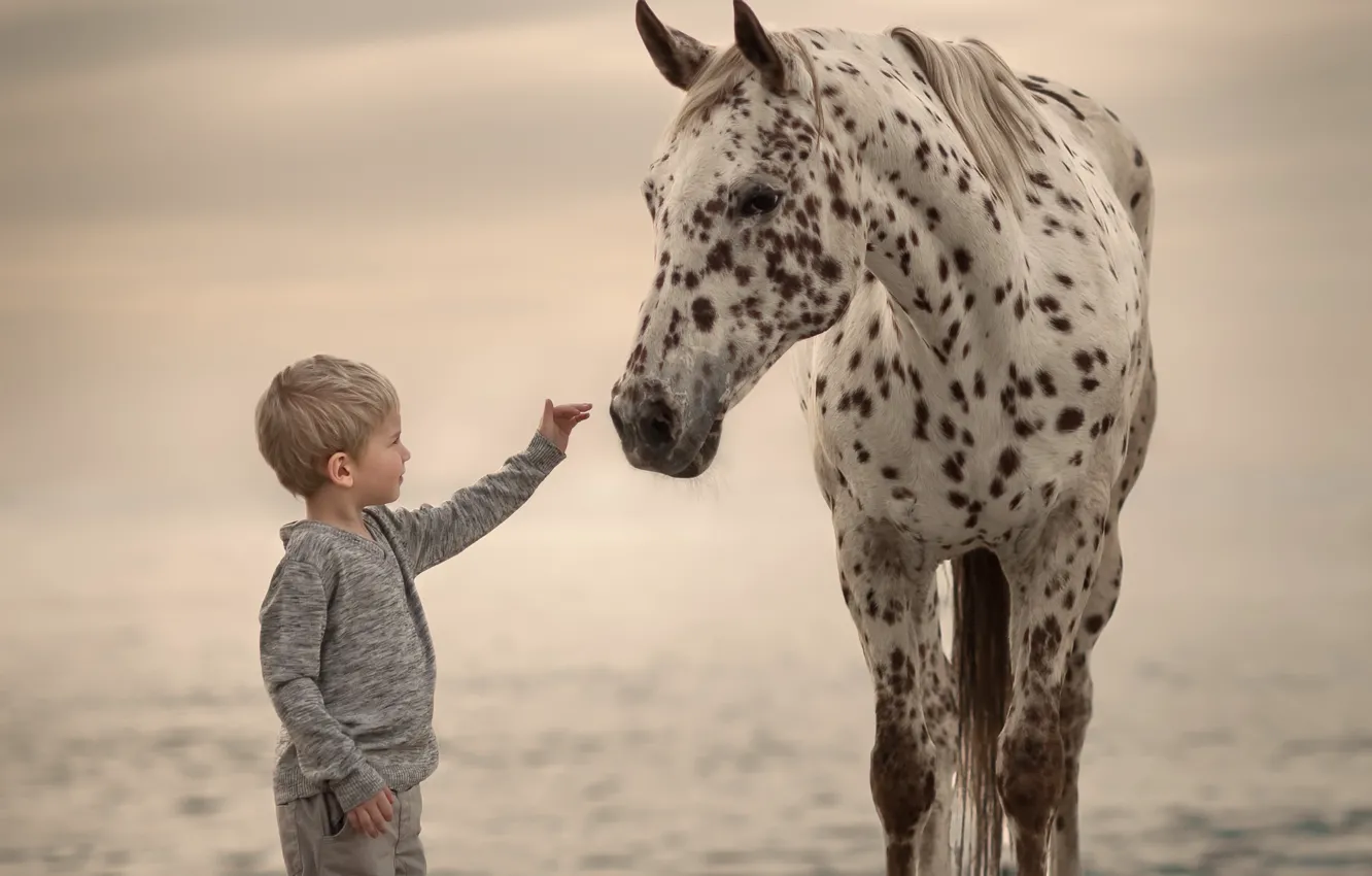 Photo wallpaper background, horse, boy