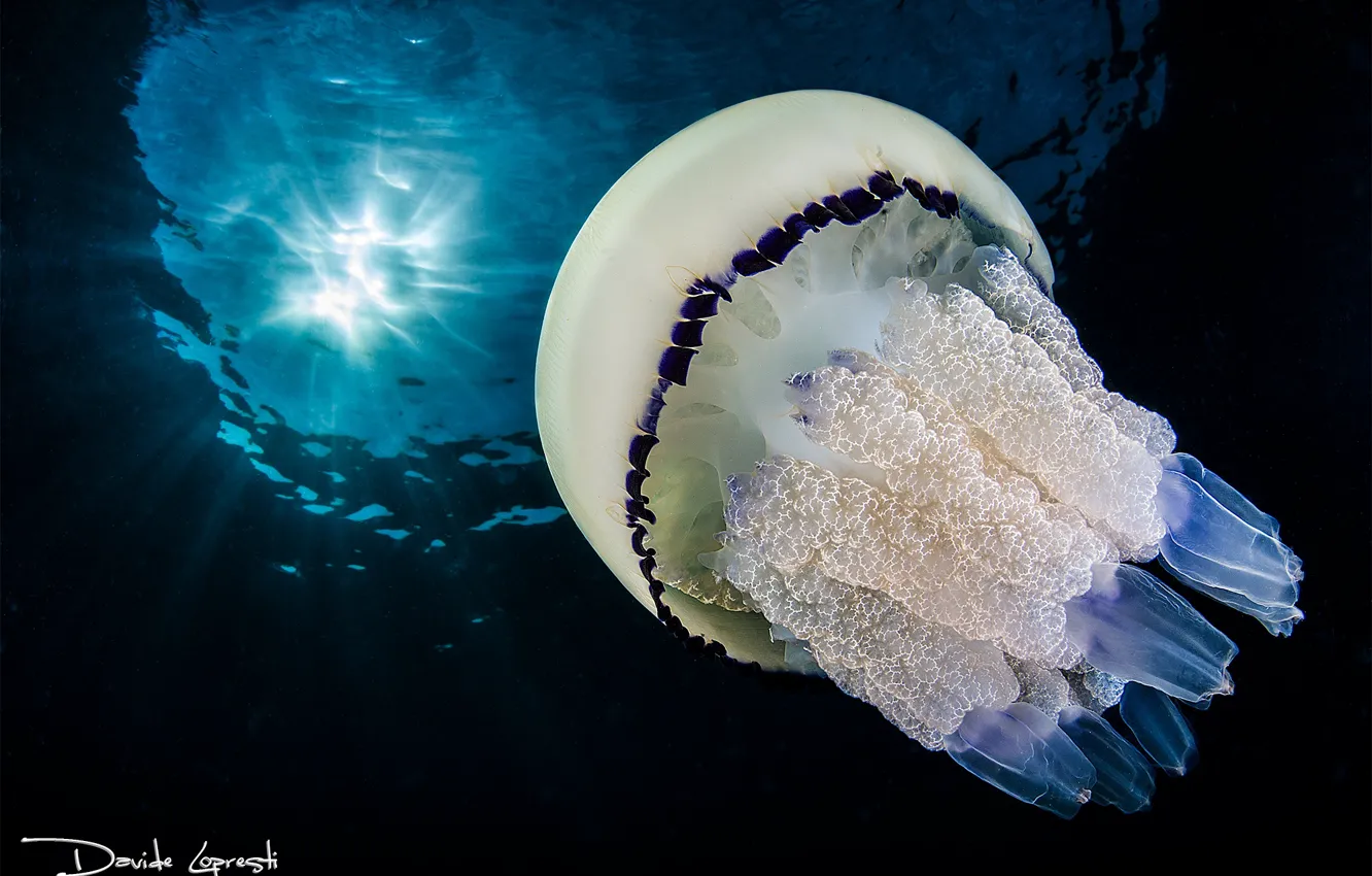 Photo wallpaper sea, the ocean, jellyfish, underwater world