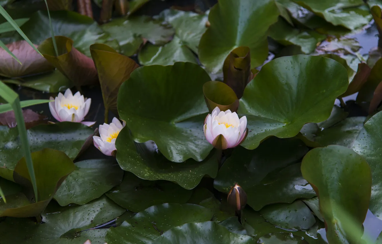 Photo wallpaper leaves, pink, Nymphaeum